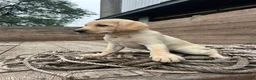 Sheprador dogs for sale: Jip - Ad 1
