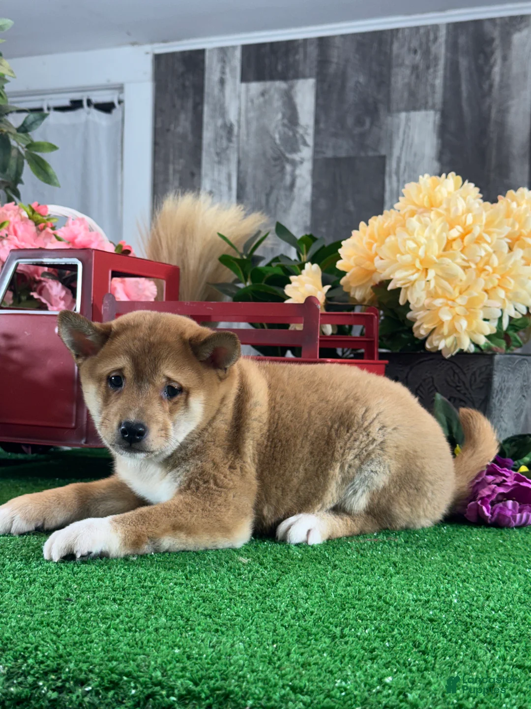 Shiba Inu dogs for sale: Ian - Ad 2