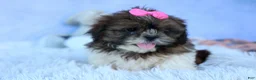 Shih Tzu dogs for sale: RUBY - Ad 11