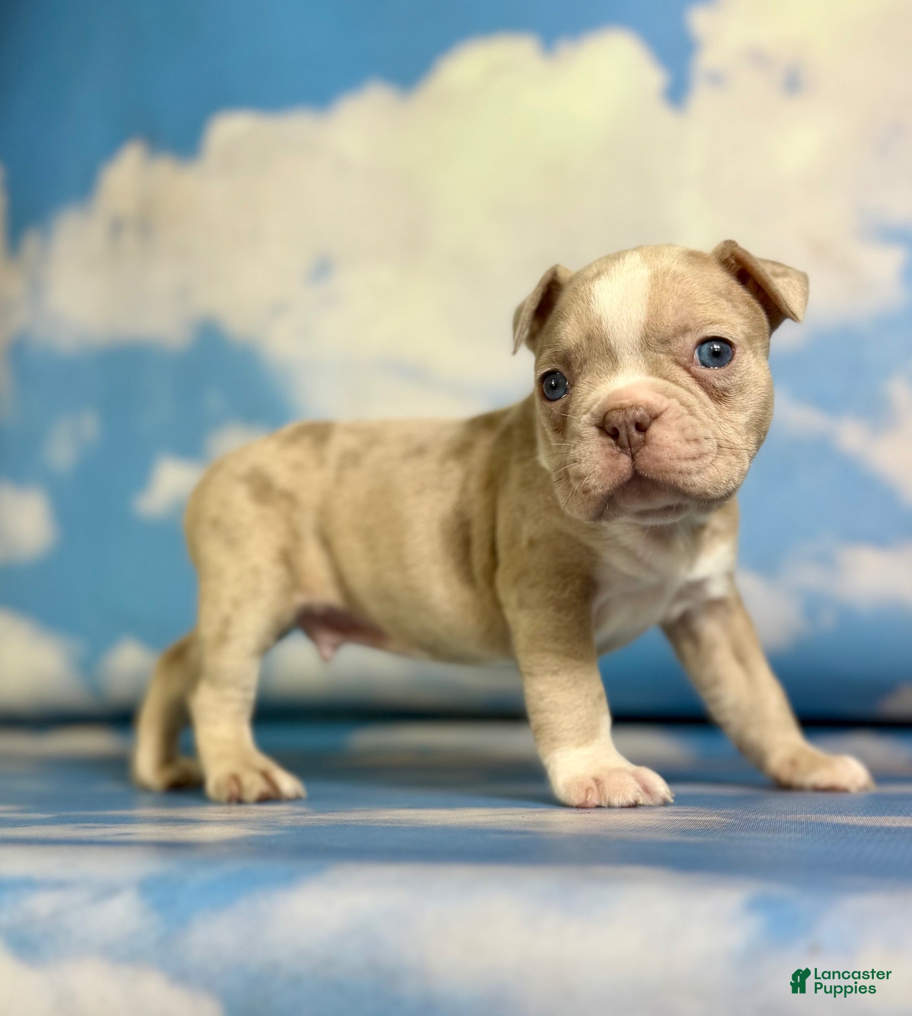 Frenchton dogs Lennox  - Ad 2