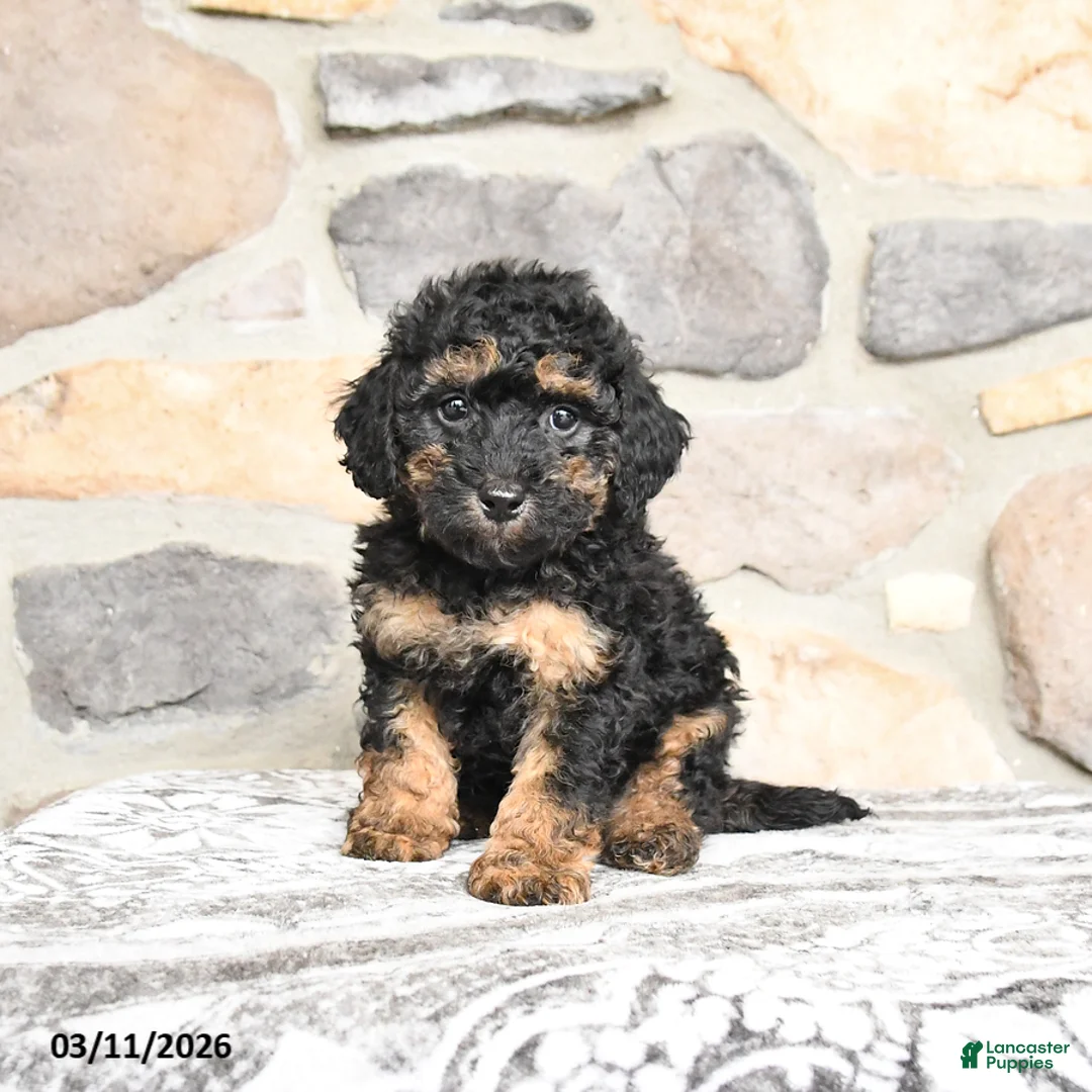 Miniature Poodle dogs for sale: Beamer - Ad 1