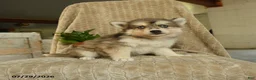 Pomsky dogs for sale: Zorro - Ad 5