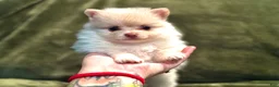 Pomeranian dogs for sale: Sugar - Ad 1