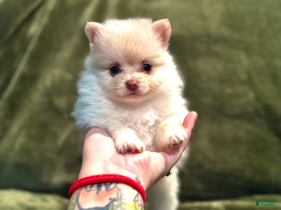 Pomeranian dogs for sale: Sugar - Ad 1