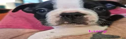Boston Terrier dogs for sale: Lucy - Ad 3