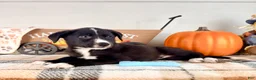 Border Collie dogs for sale: Harvest - Ad 4