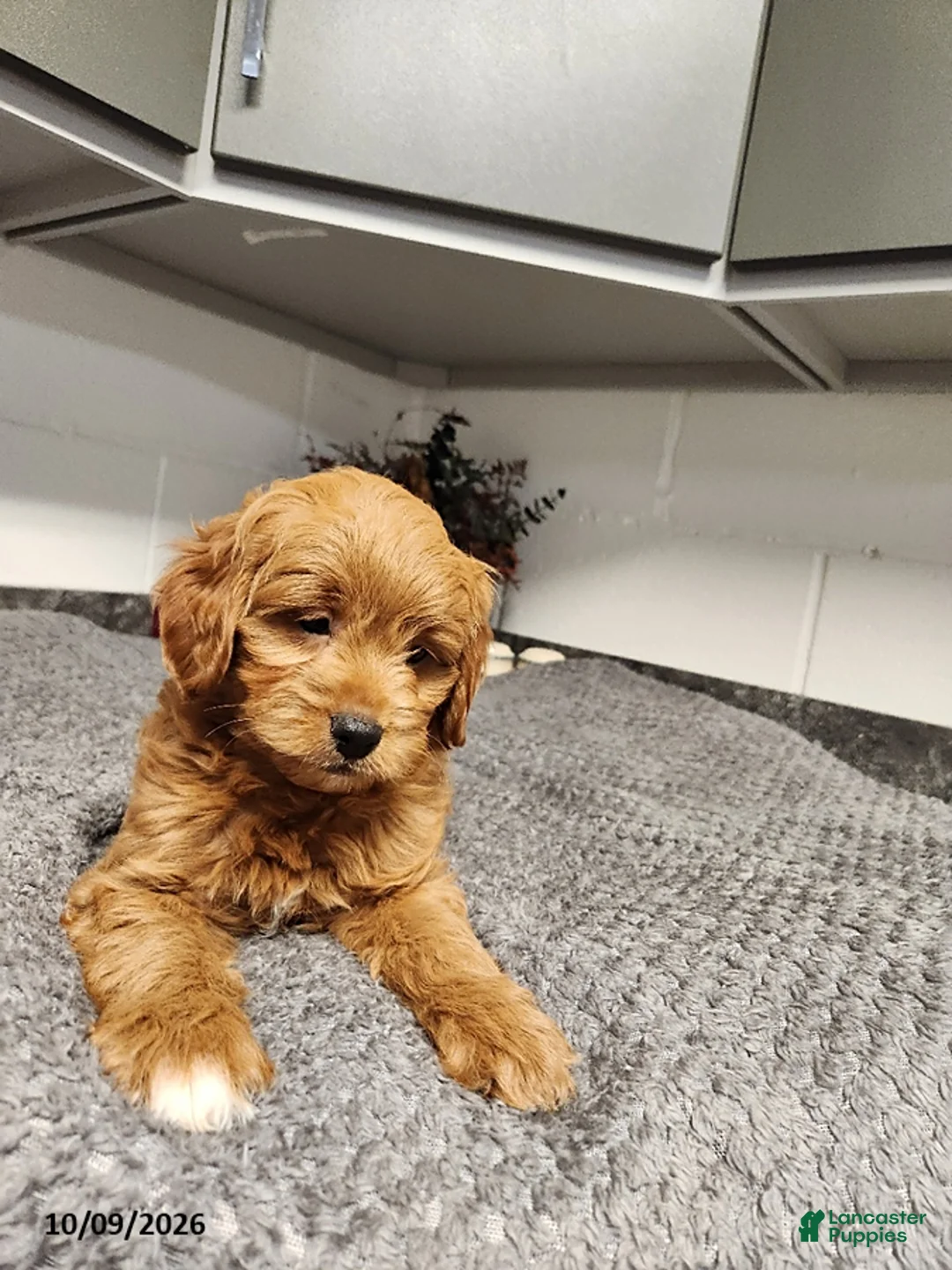 Mini Goldendoodle dogs for sale: Billy - Ad 2