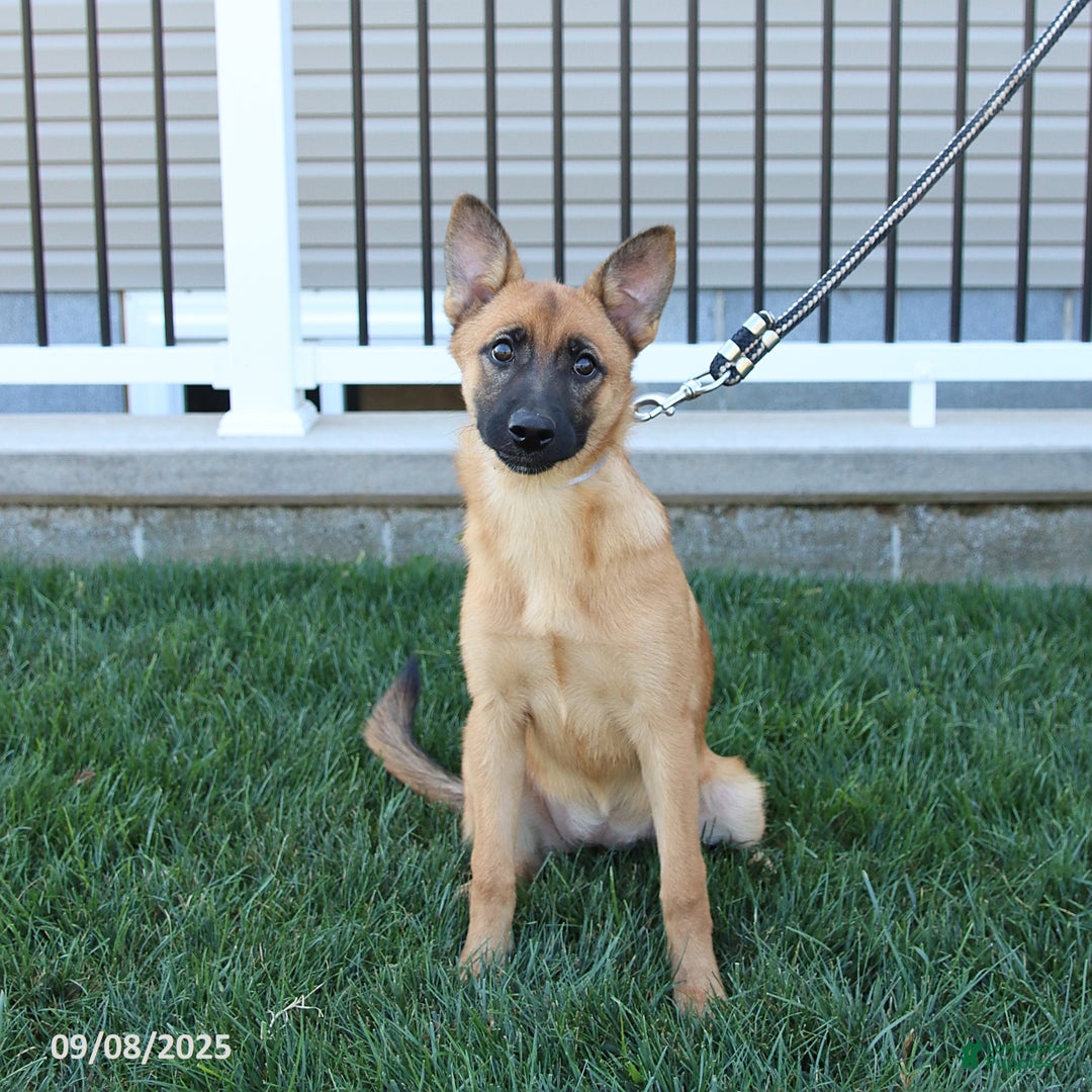 Mixed Breed dogs for sale: Thea - Ad 8