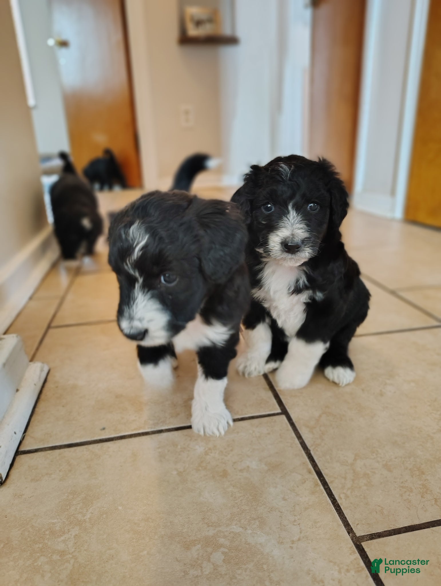 Aussiedoodle dogs Baxter  - Ad 20