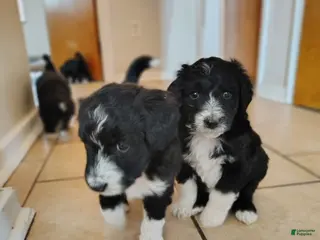 Aussiedoodle dogs Baxter - Ad 20