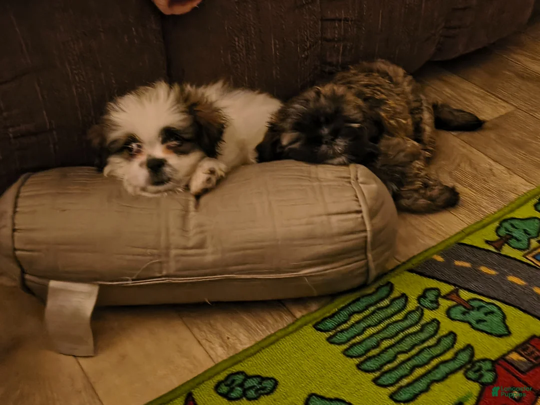 Shih Tzu dogs for sale: Shih Tzu Puppy 2 'Hope' - Ad 2