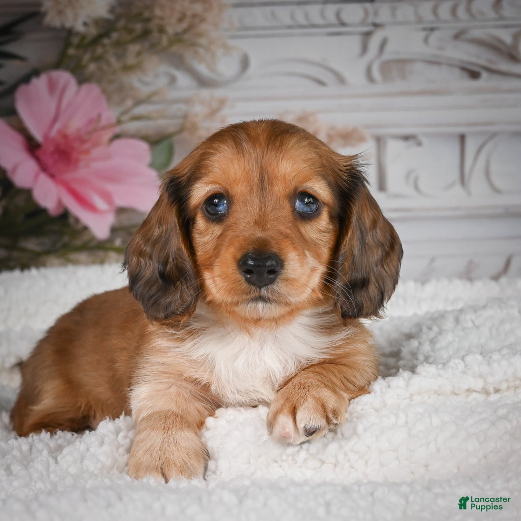 Miniature Dachshund dogs for sale: AKC-Brodie - Ad 1