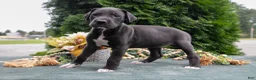 Great Dane dogs for sale: Whisper - Ad 1