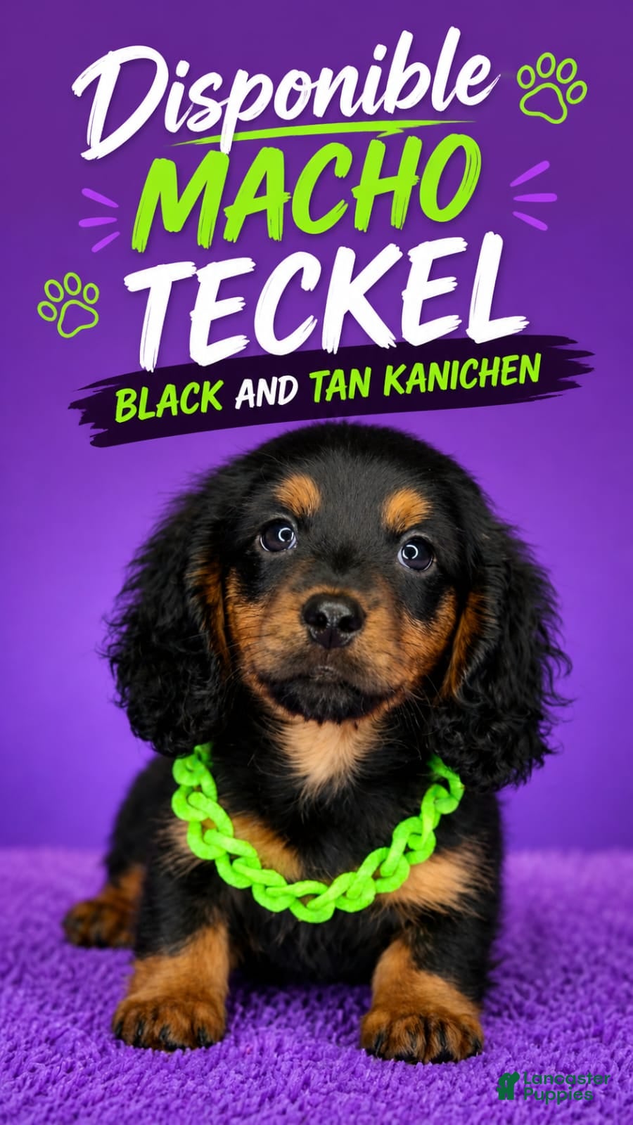 Dachshund dogs Dachshund Puppy 4 - Ad 9