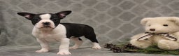 Boston Terrier dogs for sale: Chance - Ad 1