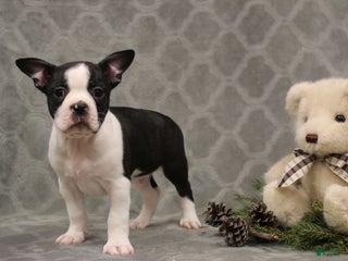 Boston Terrier dogs Chance - Ad 7
