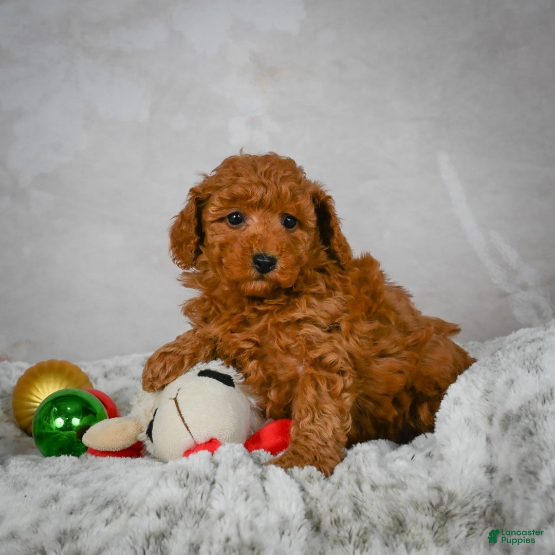 Miniature Poodle dogs for sale: Conner - Ad 4
