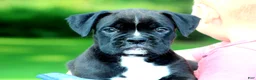 Boxer dogs for sale: Beauty  - Ad 4