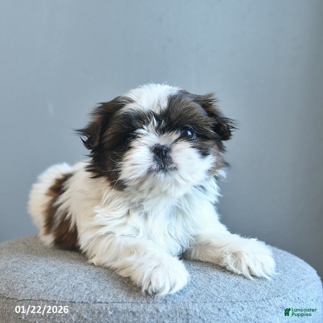 Shih Tzu dogs for sale: Sweet Pea  - Ad 4