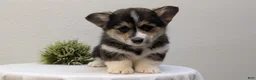 Welsh Corgi Pembroke dogs for sale: Nemo - Ad 9