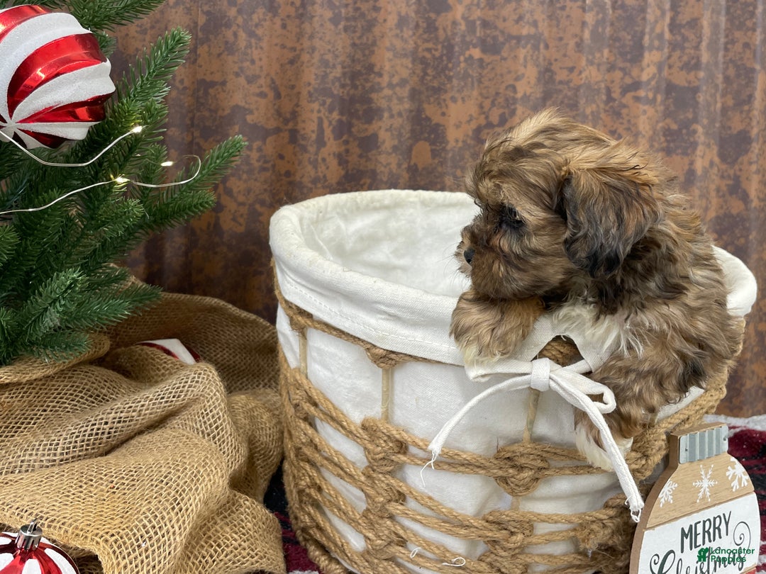 Shihpoo dogs for sale: Chloe - Ad 5