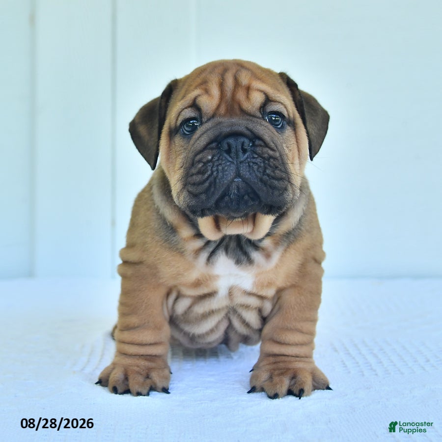 English Bulldog dogs Carl - Ad 1