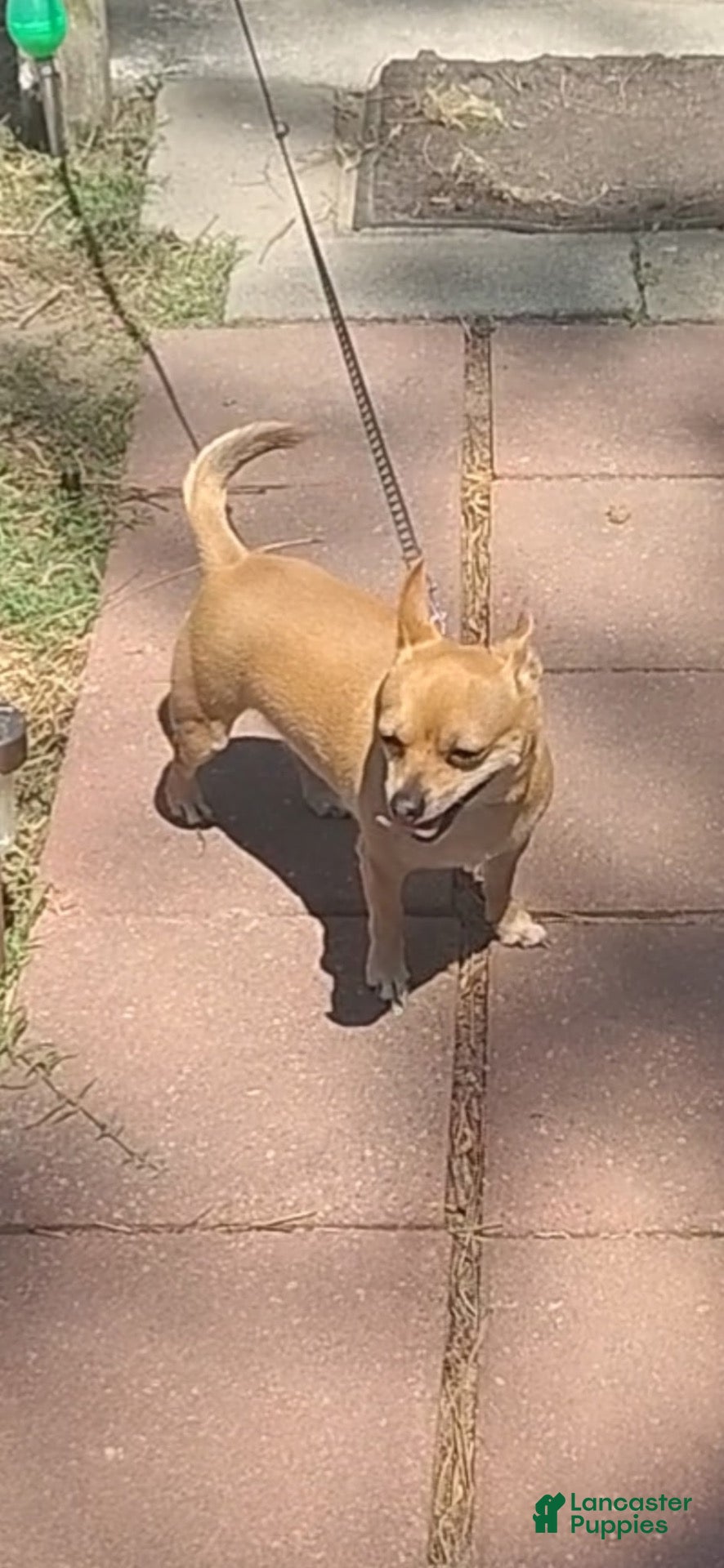 Chihuahua dogs Rocky - Ad 2