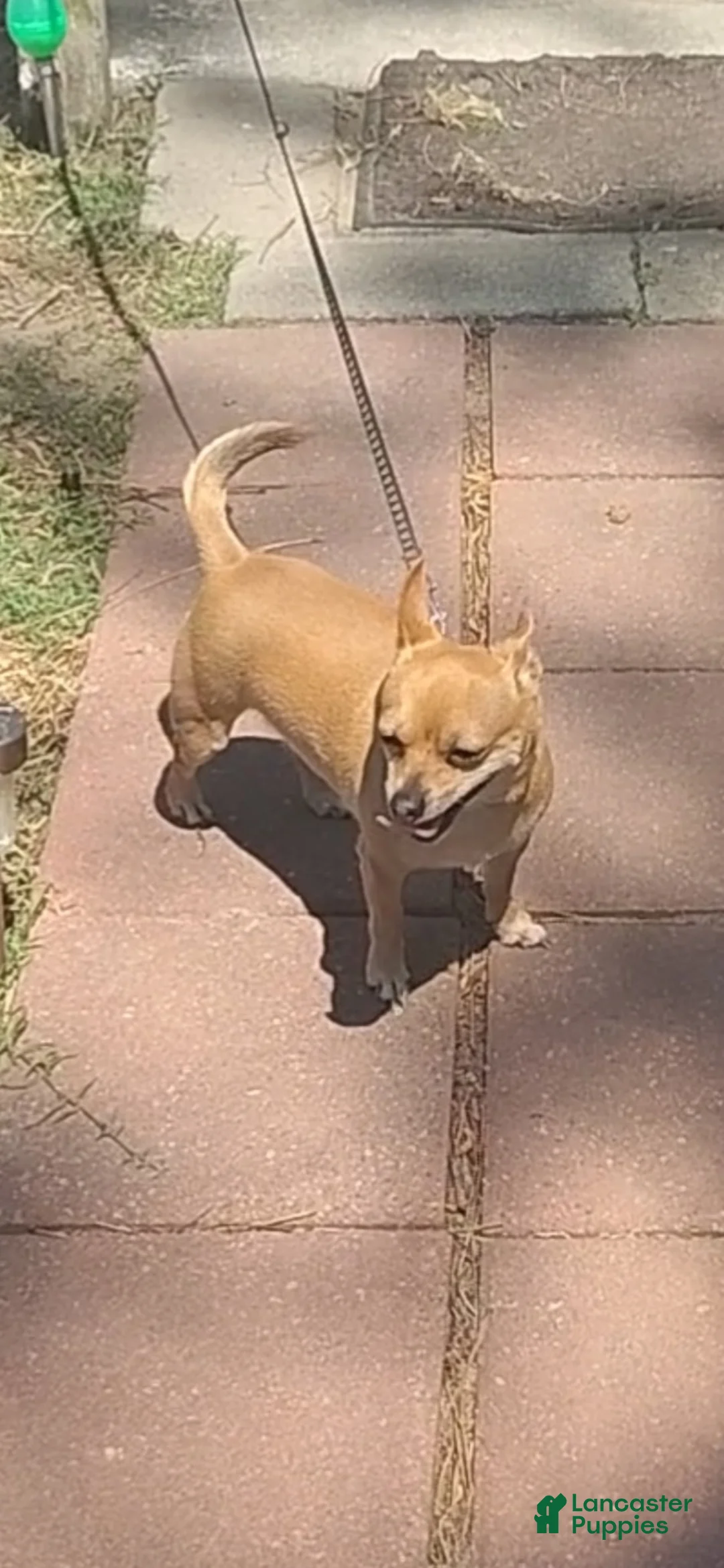 Chihuahua dogs for sale: Daisy  - Ad 2