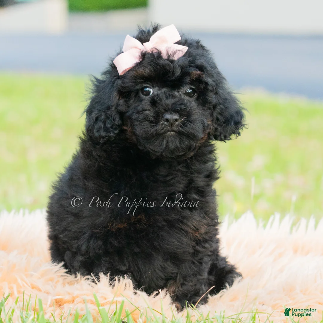 Toy Poodle dogs for sale: Hazel - Ad 2