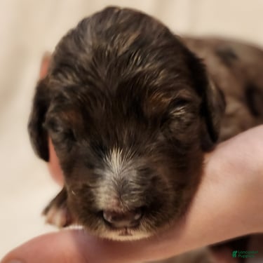 Misty Female Blue Merle