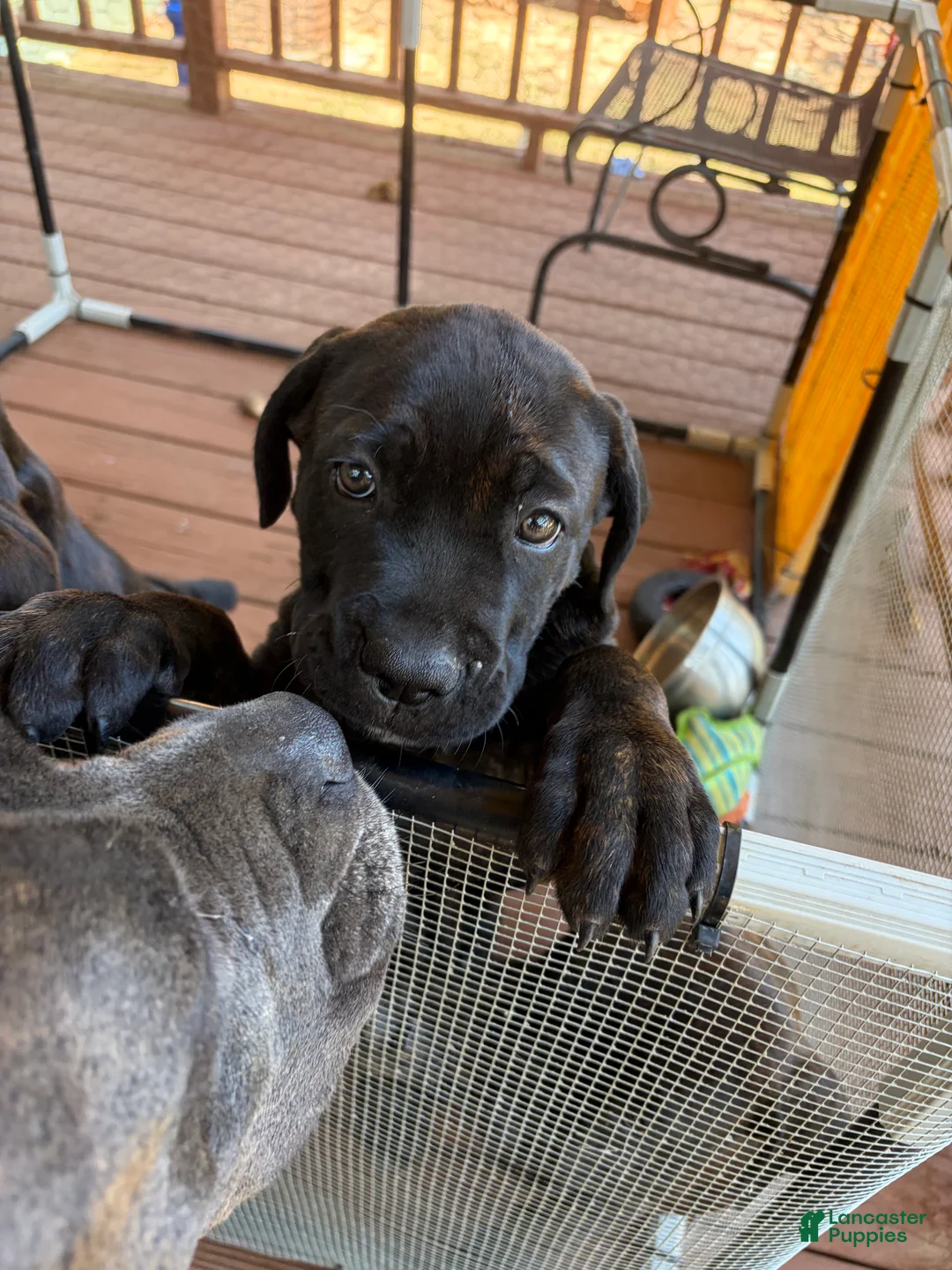 Cane Corso dogs for sale: Cane Corso 4 - Ad 1