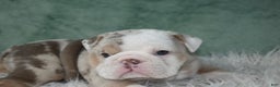 English Bulldog dogs for sale: Annabella  - Ad 9