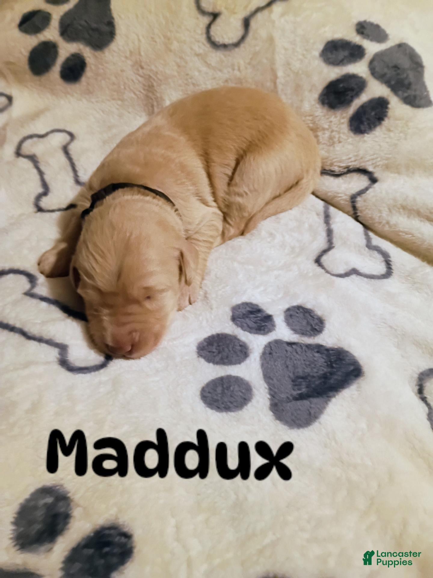 Mixed Breed dogs for sale: Mixed Breed 3 - Ad 21