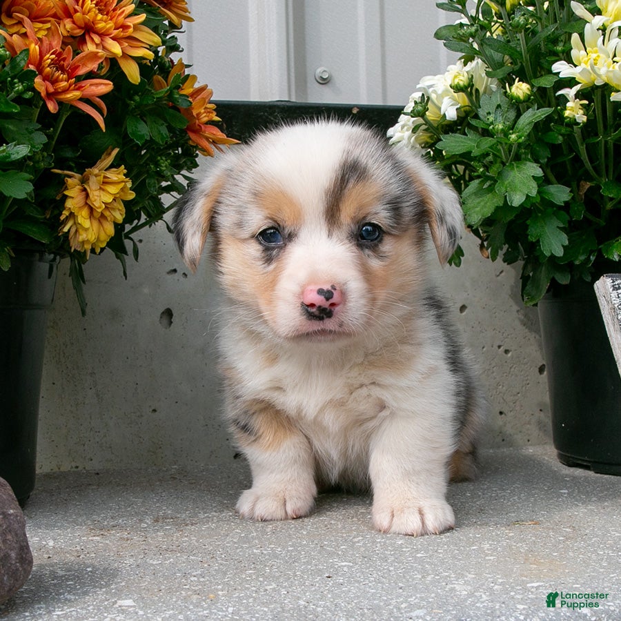 Welsh Corgi Pembroke dogs Willow - Ad 2
