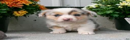 Welsh Corgi Pembroke dogs for sale: Willow - Ad 2