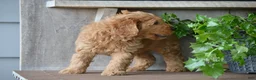 Mini Goldendoodle dogs for sale: Bentley - Ad 12