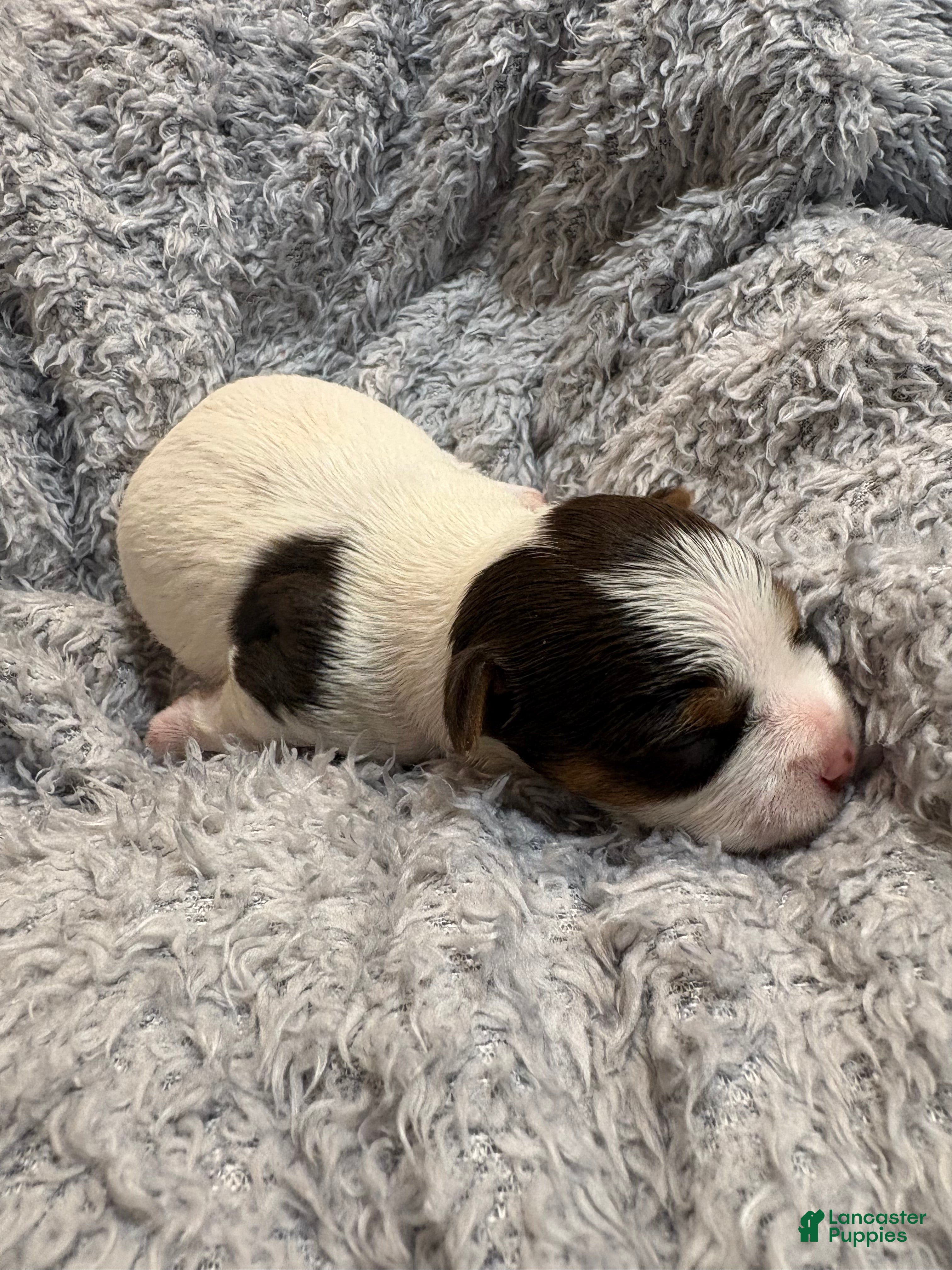 Yorkshire Terrier dogs Summer  - Ad 7