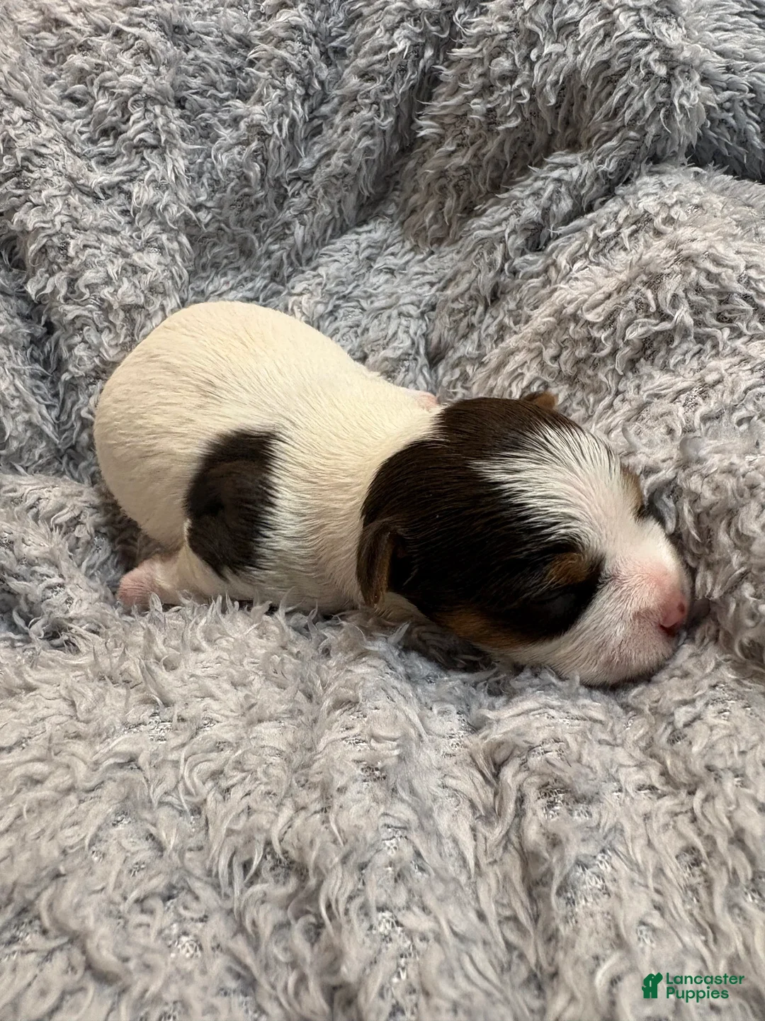 Yorkshire Terrier dogs for sale: Summer  - Ad 1