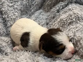 Yorkshire Terrier dogs Summer - Ad 7