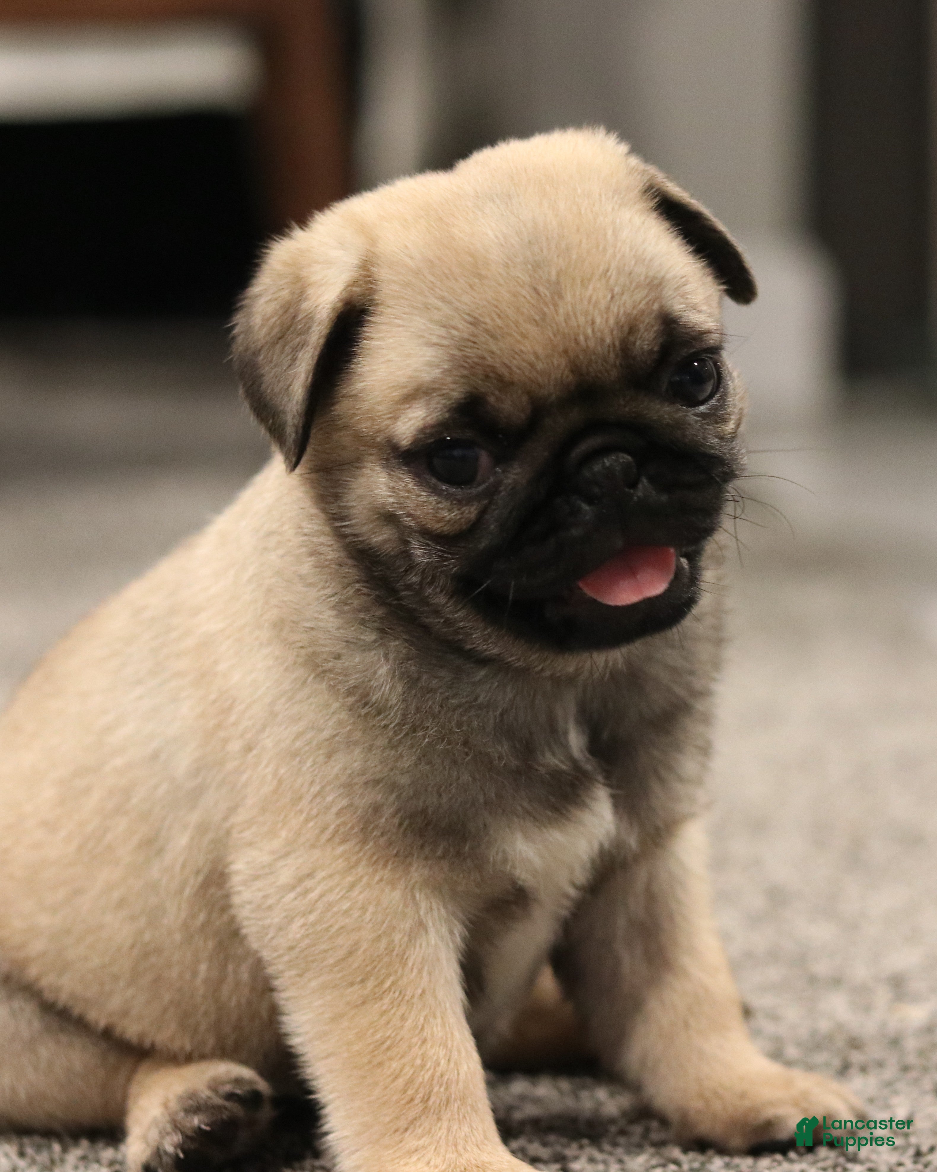 Pug dogs Champion Polly - Ad 1