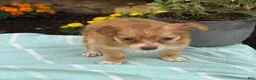 Chihuahua dogs for sale: Tillie - Ad 15