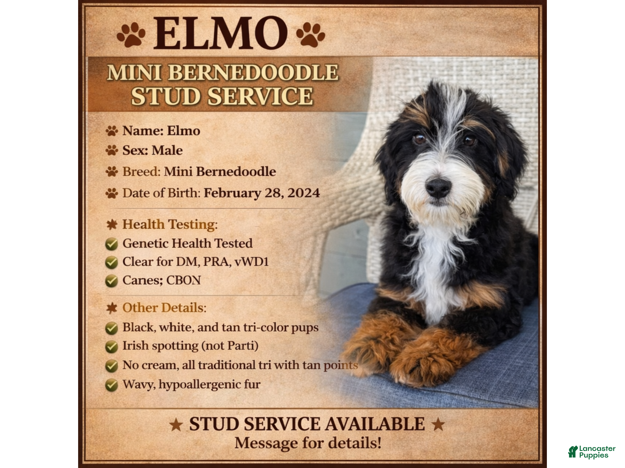 Mini Bernedoodle dogs Elmo - Mini Bernedoodle - Ad 2