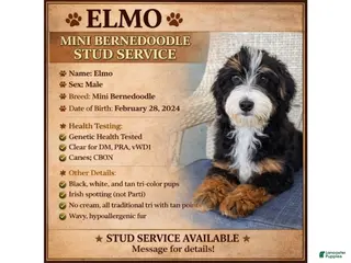 Mini Bernedoodle dogs Elmo - Mini Bernedoodle - Ad 1