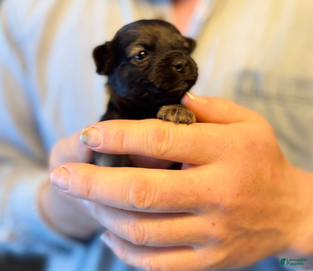 Chihuahua dogs for sale: Red gold  - Ad 16