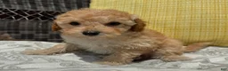 Toy Poodle dogs for sale: Honey  - Ad 11