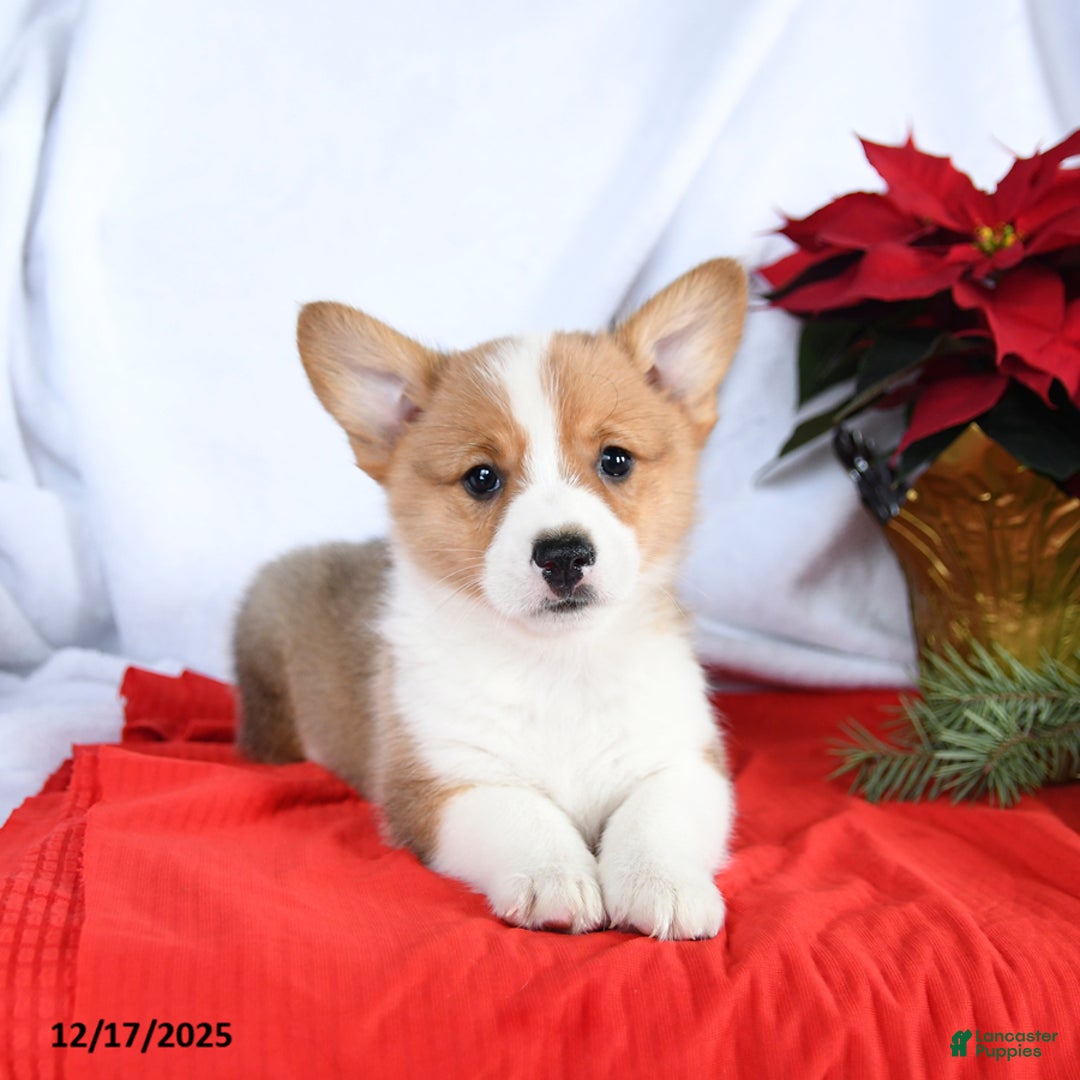 Welsh Corgi Pembroke dogs for sale: Rascal - Ad 4