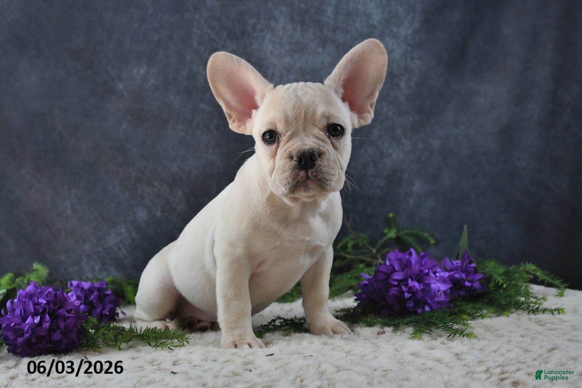 French Bulldog dogs Jasmine - Ad 2
