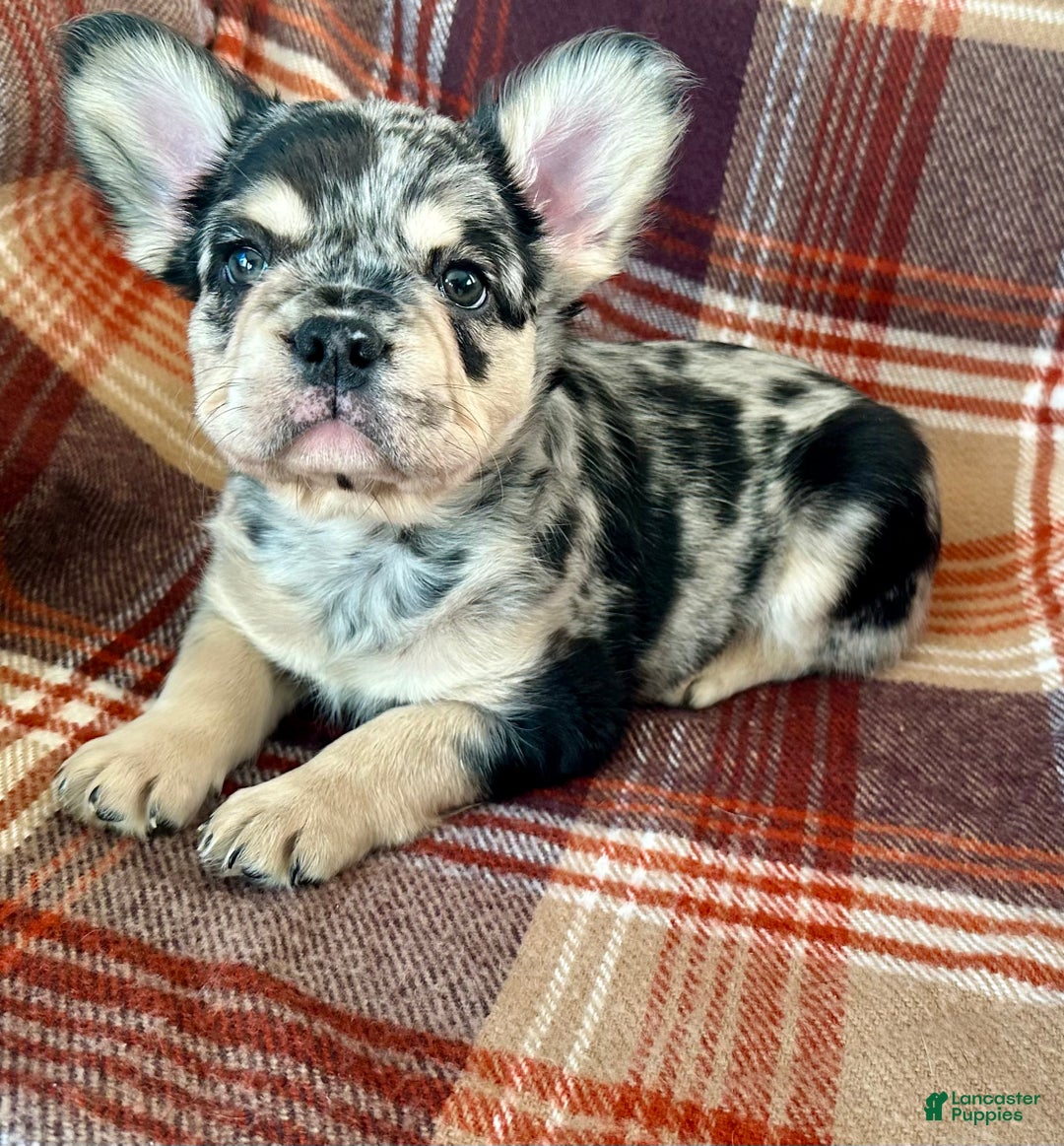 French Bulldog dogs for sale: Baxstin  - Ad 1