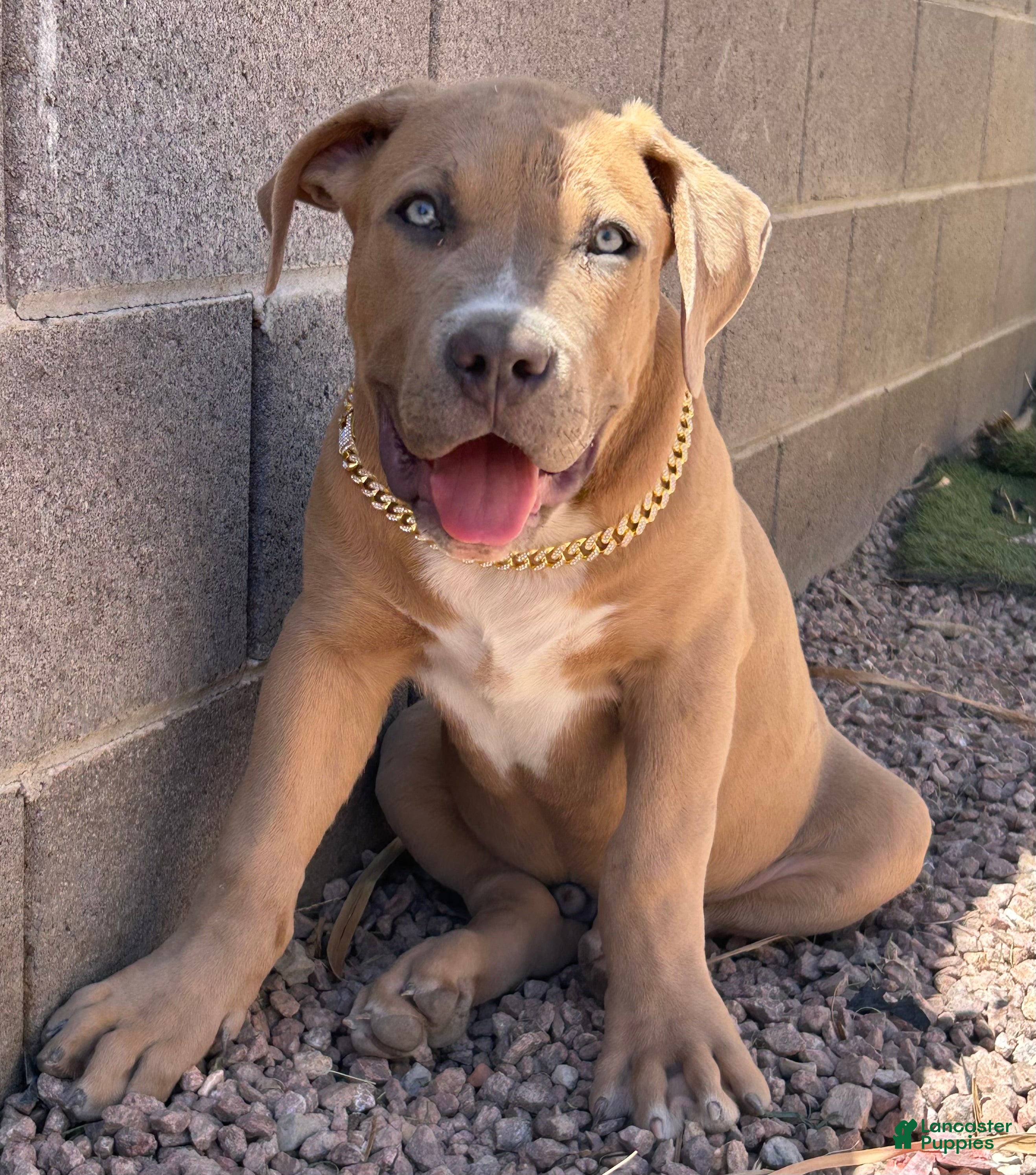 American Bully dogs KANO - Ad 10