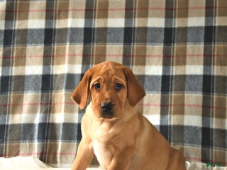 Labrador Retriever dogs - Ad 36